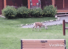 Deer Playing GIF - Deer Playing Cute Animals GIFs