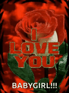 I Love You With Red Rose Images Gifs Tenor I Love You With Red Rose Images Gifs Tenor