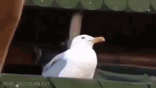 Seagull Meme Gaivota GIF - Seagull Meme Seagull Gaivota GIFs