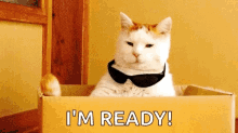 Im Ready Cat GIF - Im Ready Cat Sunglass GIFs
