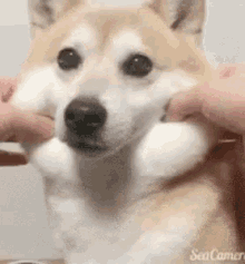 もちもち　可愛い犬　可愛い動物　ワンチャン　柴犬 GIF - Mochimochi Shibaken GIFs