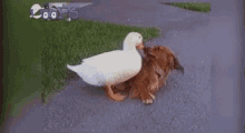 Dog Duck GIF - Dog Duck Play GIFs