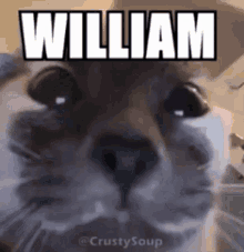 William Cat GIF - William Cat Meme GIFs