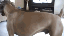 Boxer Giving Baby Kisses - Why Boxers Are The Best Dogs For Kids GIF - Boxers Dogs Babies GIFs