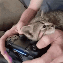 Video Games Funny Animals GIF - Video Games Funny Animals Kittens GIFs