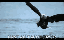 caught hawk eagle eagle wings