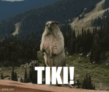 Faj Marmot GIF - Faj Marmot Tiki GIFs
