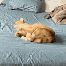 Orange Cat GIF - Orange Cat Orangecat GIFs