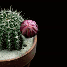 Cactus Blooming GIF - Cactus Blooming GIFs