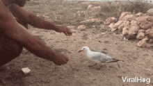 Seagull Bird GIF - Seagull Bird Hold GIFs