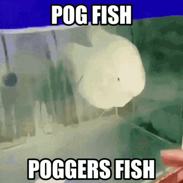 Fish Pog Fish GIF - Fish Pog Fish Poggers Fish GIFs