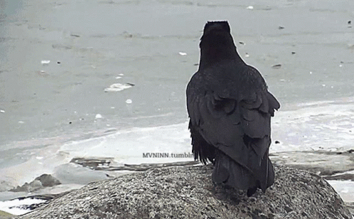 raven-corbeau.gif