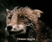 Chaos Reigns - Anti-crist GIF - Chaos Chaotic Chaos Reigns GIFs