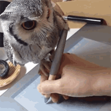 owl cute