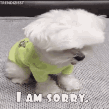 sorry cute puppy apologize excuse me forgive me