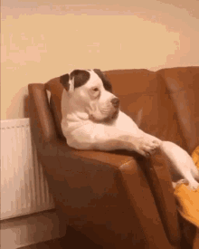 Looking Dog GIF - Looking Dog Confused GIFs