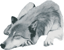 Wolf Sticker GIF - Wolf Sticker GIFs