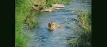 corbett resorts corbett national park dhikala pakage jeep safari jim corbett safari corbett resorts corbett national park dhikala pakage jeep safari jim corbett safari
