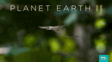 Planet Earth Flying Lizard GIF - Planet Earth Flying Lizard Nature GIFs