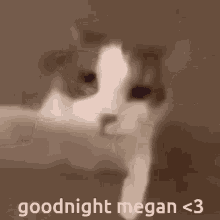 I Love Megan GIF - I Love Megan GIFs