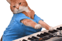 cat cat love piano playing piano cute
