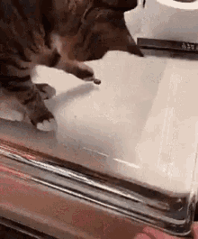 Cat Play GIF - Cat Play No GIFs