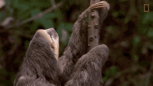 Sloth Climbing Eagles Have To Eat Too GIF - Sloth Climbing Eagles Have To Eat Too Going Up GIFs