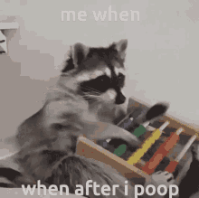 Funny Racoon GIF - Funny Racoon Me When GIFs