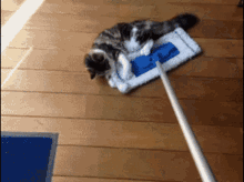 Cat Swiffer GIF - Cat Swiffer Clean GIFs