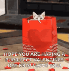 Valentine Cat Kitty GIF - Valentine Cat Kitty Valentine Gift GIFs