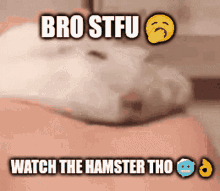 Bro Stfu Hamsters GIF - Bro Stfu Hamsters Watch The Hamster GIFs