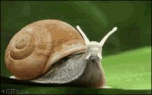 Super Snail GIF - Snail Super Snail Launch GIFs