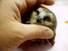owl owl