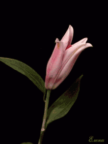 Flower Blooming GIF - Flower Blooming Lily GIFs