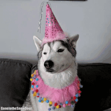 Gone To The Snow Dogs Gttsd GIF - Gone To The Snow Dogs Gttsd Happy Birthday GIFs