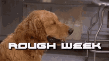 Rough Week Dogs GIF - Rough Week Dogs Funny GIFs