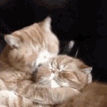 么么哒 GIF - Cats Kiss Kiss You GIFs