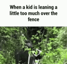 gorilla harambe