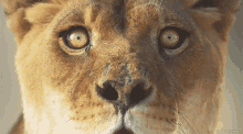 Lion Looking GIF - Lion Looking Stare GIFs