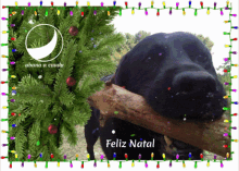 natal 2019 abana a cauda almada costadecaparica