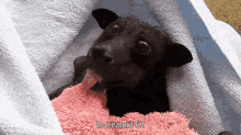 La Creatura La Creatura62 GIF - La Creatura La Creatura62 What The Dog Doin GIFs