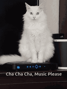 Cat Dancing GIF - Cat Dancing Cha Cha Cha GIFs