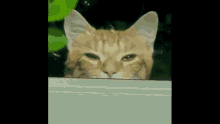 Observing Cat GIF - Observing Cat Hide GIFs
