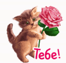 %D0%BA%D0%BE%D1%88%D0%BA%D0%B0 %D1%82%D0%B5%D0%B1%D0%B5