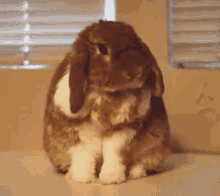 兔子 可爱 洗脸 GIF - Wash Face Bunny Rabbit GIFs