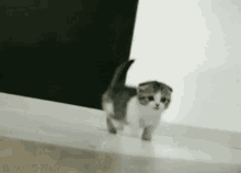 Kitty GIF - Cute Gray Small GIFs