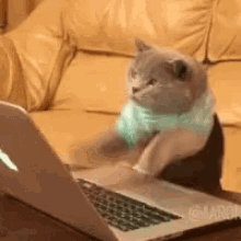 An short GIF of a grey cat wearing clothes and typing frantically on a laptop.
