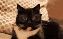 Kitty Eye Glasses GIF - Kitty Eye Glasses Big Eye Cat GIFs