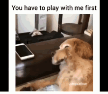 Funny Animals You Have To Play With Me First GIF - Funny Animals You Have To Play With Me First Dogs GIFs