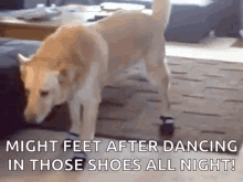 funny dog hiking booties awkward